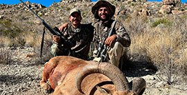 aoudad_sheep