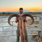 aoudad-sheep-10