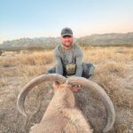 aoudad-sheep-14