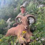 aoudad-sheep-16