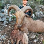 aoudad-sheep-17