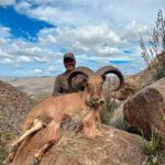 aoudad-sheep-20