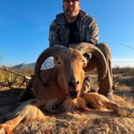 aoudad-sheep-21