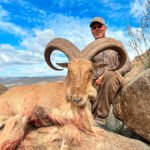 aoudad-sheep-22