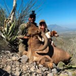 aoudad-sheep-24