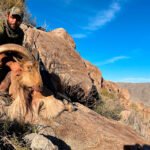 aoudad-sheep-26