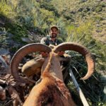 aoudad-sheep-27