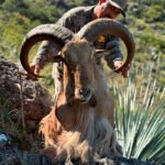 aoudad-sheep-29