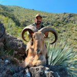 aoudad-sheep-30
