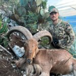 aoudad-sheep-32