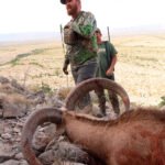 aoudad-sheep-33