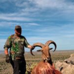 aoudad-sheep-34