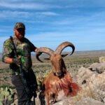 aoudad-sheep-35
